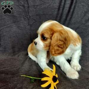 Mr Huckabuck, Cavalier King Charles Spaniel Puppy
